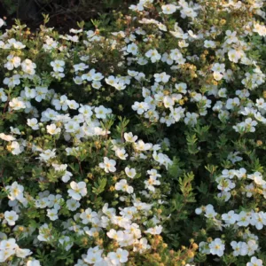 Trädgårdstok 'Abbotswood' med vita blommor och blågrått bladverk, en elegant häckväxt.