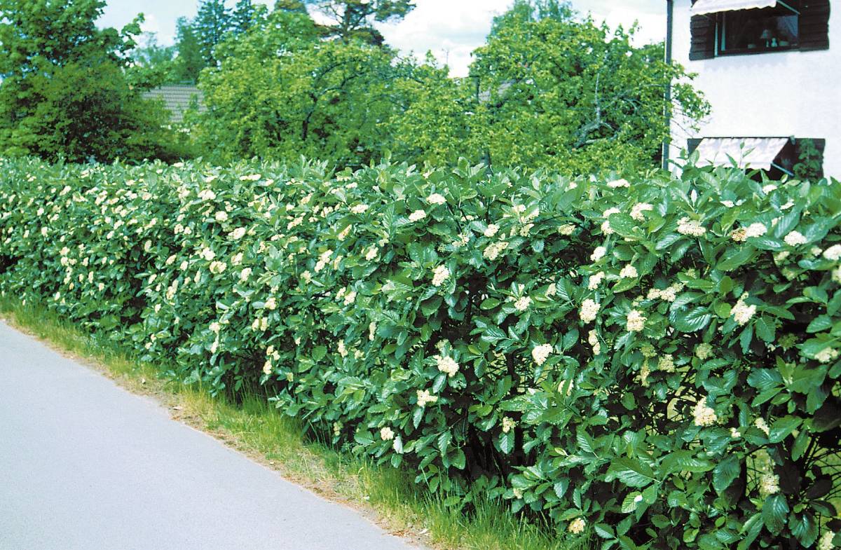 Oxel ung häckplanta med silvriga blad, ett svenskt träd för naturliga häckar.
