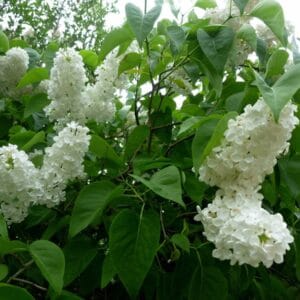Vit syren ung häckplanta med hjärtformade blad, ger vita doftande blommor på våren.