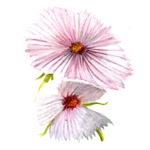 Cupcake Blush rosenskära med ljusrosa cupcake-formade blommor