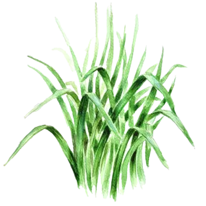 Kinesisk gräslök med breda platta blad och vita blommor