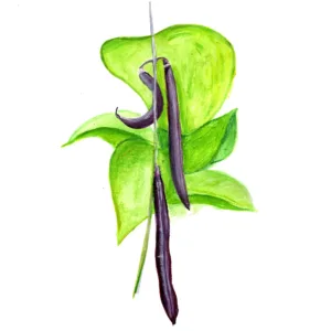 Purple Teepee brytböna med purpurfärgade baljor