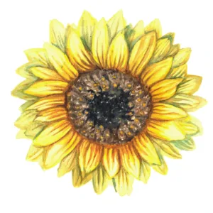 Henry Wilde solros gulorange jättesolros upp till 4 meter