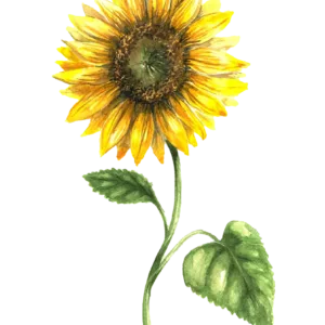 Sunspot dvärgsolros med stora gyllengula blommor