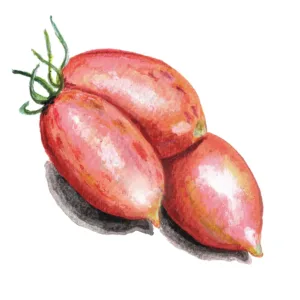 Tomat Artisan Pink Tiger frö — rosa strimmiga plommontomater