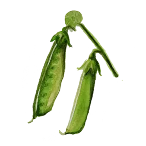 Boaryd sockerärta svensk kulturarvssort från Småland