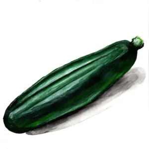 Dark Fog mörkgrön sommarsquash zucchini