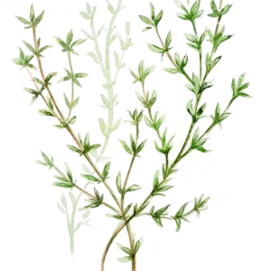 German Winter timjan med lila blommor