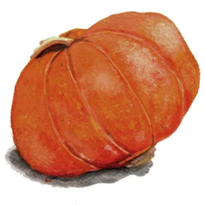 Gold Nugget vintersquash kompakt sort med orangea frukter