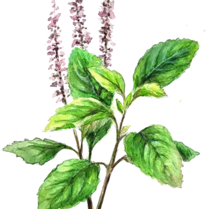 Helig Basilika Tulsi kryddväxt