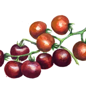 Tomat Helsing Junction Blues frö — blålila körsbärstomater