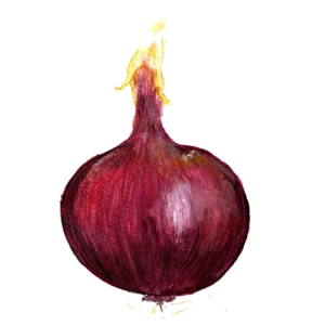 Robelja rödlök med djupt röd färg