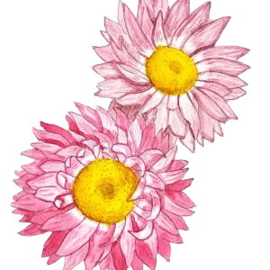 Roseneternell frö med rosa torkblommor, perfekt för torkade buketter och blomsterarrangemang, svenskodlat